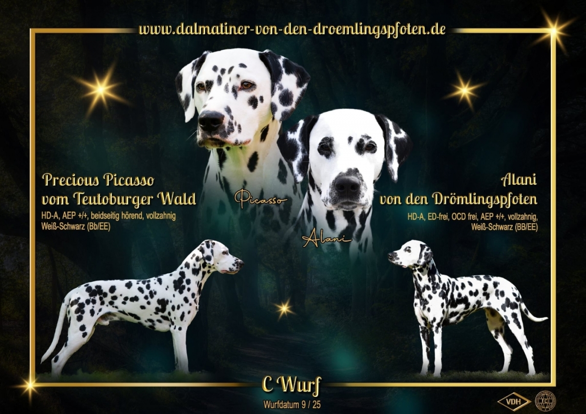 Deutscher Champion Precious Picasso vom Teutoburger Wald