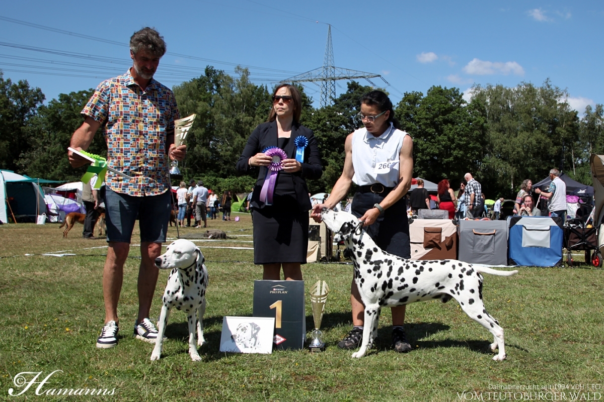 Veteranen Klasse Rüden (1 Meldung) Int. + Multi Ch. Canadian Club vom Teutoburger Wald Vater: Asshay vom Gramzower Kloster Mutter: Ch. Obonya’s Pride Anna-Ariella Vorzüglich Platz 1, VetCAC, Vet. FCI-CACIB, BOB VDH German Veteran Winner 2024 BESTER VETERAN BEST OF BREED BEST IN SHOW VETERAN 2. Platz (28.07.2024)