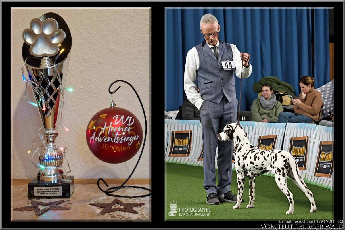 Jüngsten Klasse Hündinnen (5 Meldungen) Timeless Twilight vom Teutoburger Wald V: IntCh Running Spot's Dancing Bob M: Ch Jameelah's Journey vom Teutoburger Wald Doghandler: Michael Lehmann - Viel Versprechend Platz 1 – BEST OF BREED PUPPY Herner-Jüngsten-Adventssieger 2025 POKAL PUNCTUM AWARD „Die schönsten Pfoten“ Jüngsten Klasse Hündinnen (5 Meldungen) Timeless Twilight vom Teutoburger Wald V: IntCh Running Spot's Dancing Bob M: Ch Jameelah's Journey vom Teutoburger Wald Doghandler: Michael Lehmann - Viel Versprechend Platz 1 – BEST OF BREED PUPPY Herner-Jüngsten-Adventssieger 2025 POKAL PUNCTUM AWARD „Die schönsten Pfoten“