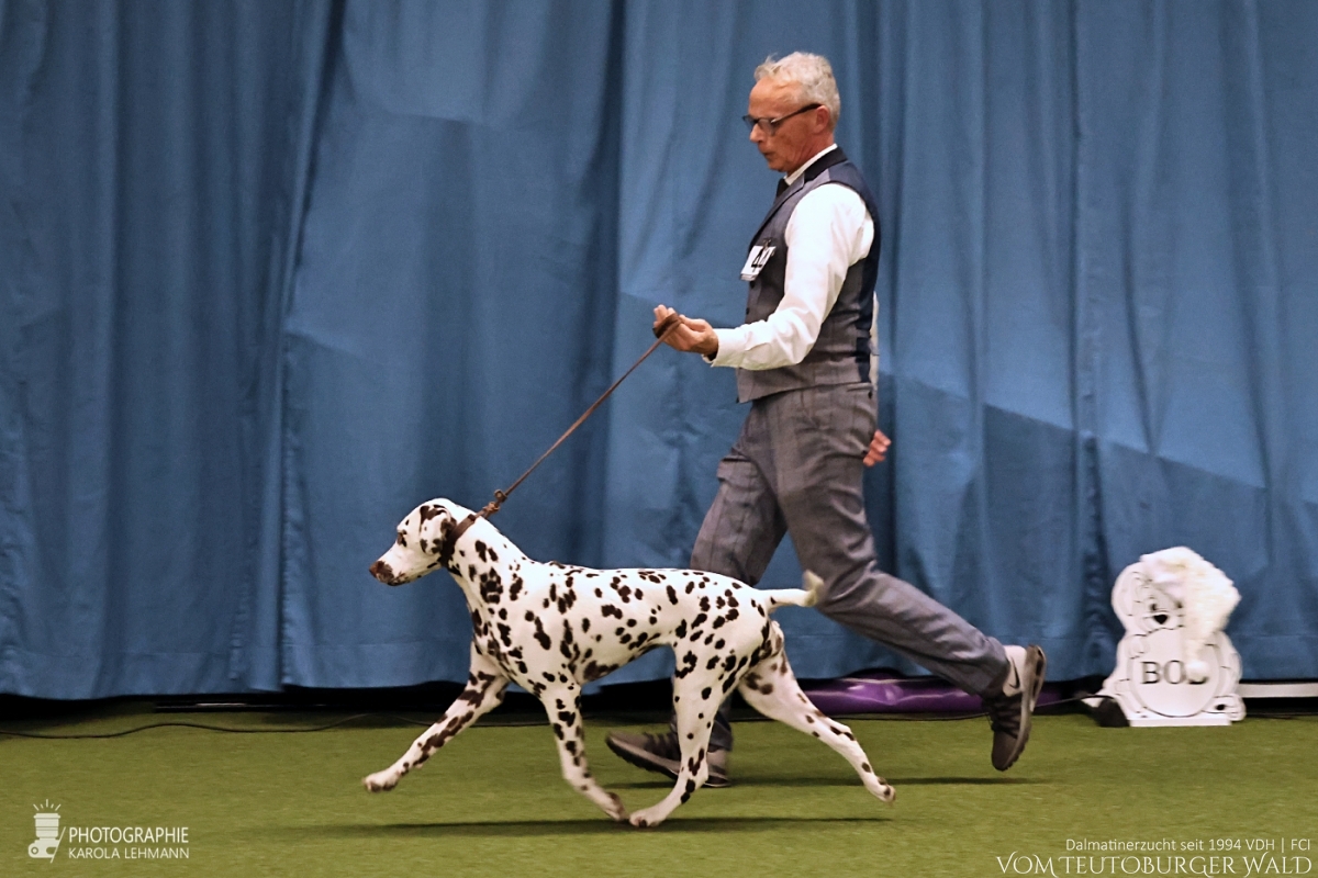 Jüngsten Klasse Hündinnen (5 Meldungen) Timeless Twilight vom Teutoburger Wald V: IntCh Running Spot's Dancing Bob M: Ch Jameelah's Journey vom Teutoburger Wald Doghandler: Michael Lehmann - Viel Versprechend Platz 1 – BEST OF BREED PUPPY Herner-Jüngsten-Adventssieger 2025 POKAL PUNCTUM AWARD „Die schönsten Pfoten“ Jüngsten Klasse Hündinnen (5 Meldungen) Timeless Twilight vom Teutoburger Wald V: IntCh Running Spot's Dancing Bob M: Ch Jameelah's Journey vom Teutoburger Wald Doghandler: Michael Lehmann - Viel Versprechend Platz 1 – BEST OF BREED PUPPY Herner-Jüngsten-Adventssieger 2025 POKAL PUNCTUM AWARD „Die schönsten Pfoten“