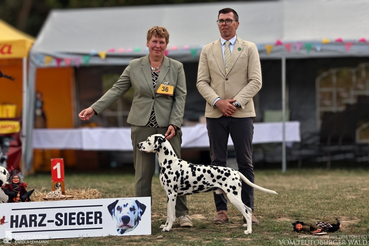 Champion Klasse Rüden Ch. Precious Picasso vom Teutoburger Wald Vater: WW '22 + Multi Ch. Puntinato Ballante Tic Tac Terror Mutter: Ch. Flame of Fame vom Teutoburger Wald  30.08.2026 – Vorzüglich Platz 1 Harz Sieger – BEST OF BREED 29.08.2026 – Vorzüglich Platz 2 Doghandler: Heike Winter