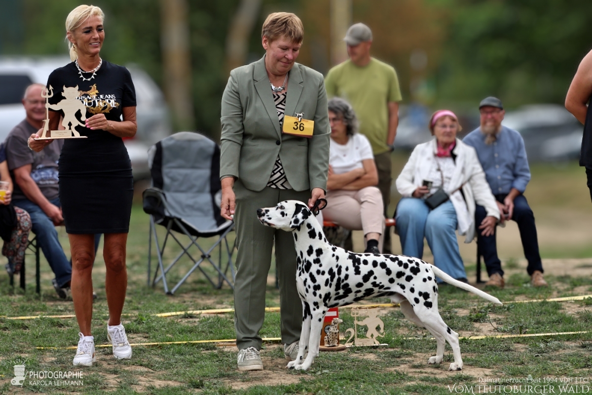 Champion Klasse Rüden Ch. Precious Picasso vom Teutoburger Wald Vater: WW '22 + Multi Ch. Puntinato Ballante Tic Tac Terror Mutter: Ch. Flame of Fame vom Teutoburger Wald  30.08.2026 – Vorzüglich Platz 1 Harz Sieger – BEST OF BREED 29.08.2026 – Vorzüglich Platz 2 Doghandler: Heike Winter