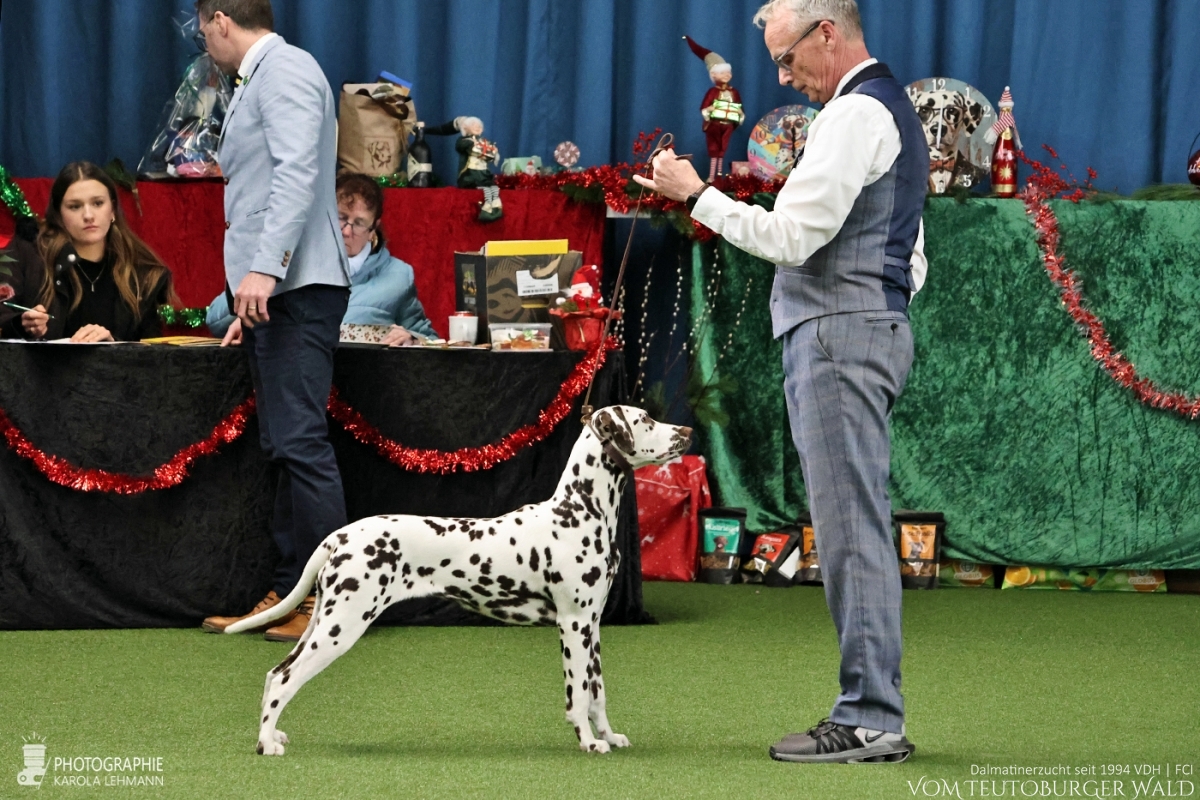 Jüngsten Klasse Hündinnen (5 Meldungen) Timeless Twilight vom Teutoburger Wald V: IntCh Running Spot's Dancing Bob M: Ch Jameelah's Journey vom Teutoburger Wald Doghandler: Michael Lehmann - Viel Versprechend Platz 1 – BEST OF BREED PUPPY Herner-Jüngsten-Adventssieger 2025 POKAL PUNCTUM AWARD „Die schönsten Pfoten“ Jüngsten Klasse Hündinnen (5 Meldungen) Timeless Twilight vom Teutoburger Wald V: IntCh Running Spot's Dancing Bob M: Ch Jameelah's Journey vom Teutoburger Wald Doghandler: Michael Lehmann - Viel Versprechend Platz 1 – BEST OF BREED PUPPY Herner-Jüngsten-Adventssieger 2025 POKAL PUNCTUM AWARD „Die schönsten Pfoten“