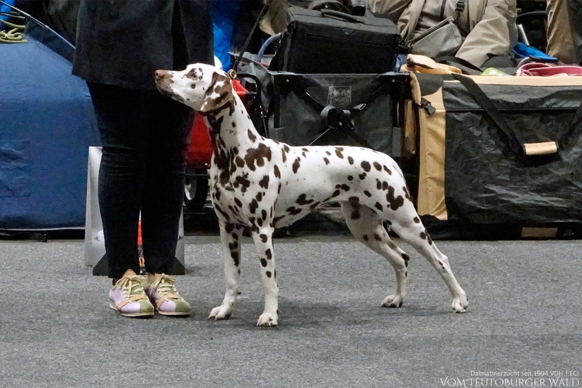 Jugend Klasse Hündinnen (3 Meldungen) Quiet Que vom Teutoburger Wald Vater: Ch. Spotdog's Jumping Jack Mutter: Ch. Droplet Design vom Teutoburger Wald Doghandler: Tanja Jehli - Vorzüglich Platz 1, JCAC, Jug.FCI-CACIB – VDH Ortenau-Jugendsiegerin 2025