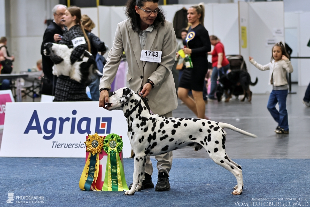 Veteranen Klasse Rüden: Int + Multi Ch Canadian Club vom Teutoburger Wald (Cesar) V: Asshay vom Gramzower Kloster M: Ch. Obonya’s Pride Anna-Ariella Vorzüglich Platz 1 VDH Europa Veteranensieger 2026 Bester Veteran