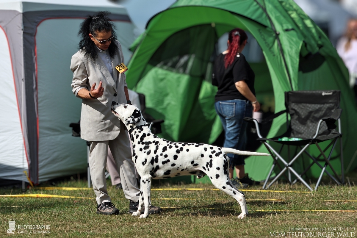 Veteranen Klasse Rüden Int.+ Multi Ch. Canadian Club vom Teutoburger Wald Vater: Asshay vom Gramzower Kloster Mutter: Ch. Obonya's Pride Anna-Ariella  29.08.2026 – Vorzüglich Platz 1 30.08.2026 – Vorzüglich Platz 2 Doghandler: Angelique Kronefeld-Obert