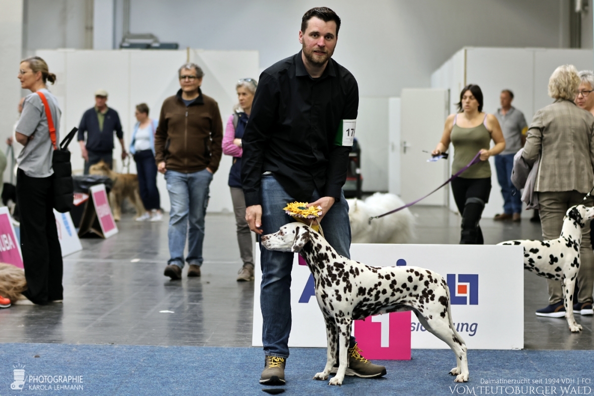 Veteranen Klasse Hündinnen: Ch Flame of Fame vom Teutoburger Wald V: Ch Christi ORMOND Magic Moon M: Ch Treasure Toulouse vom Teutoburger Wald Vorzüglich Platz 1 VDH Europa Veteranensiegerin 2026