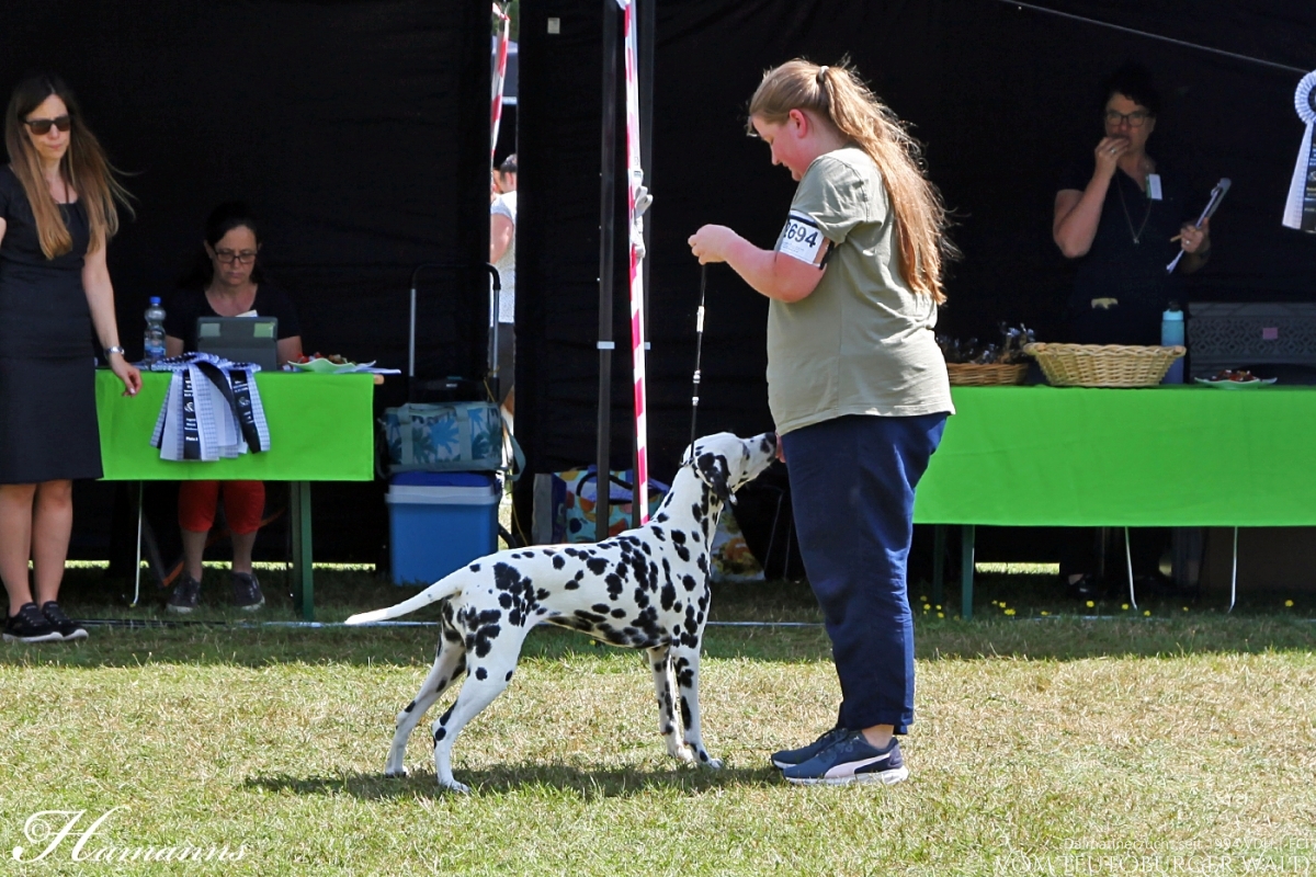 Jugend Klasse Hündinnen (10 Meldungen) Parvana Pearl vom Teutoburger Wald Vater: Ch. Puntinato Ballante Tic Tac Terror Mutter: Ch. Flame of Fame vom Teutoburger Wald Vorzüglich Platz 1, JCAC, Jug. FCI-CACIB VDH German Junior Winner 2024 BESTER JUGENDHUND BEST IN GROUP JUNIOR 3. Platz
