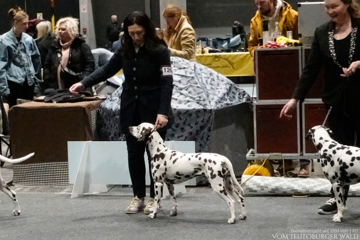 Jugend Klasse Hündinnen (3 Meldungen) Quiet Que vom Teutoburger Wald Vater: Ch. Spotdog's Jumping Jack Mutter: Ch. Droplet Design vom Teutoburger Wald Doghandler: Tanja Jehli - Vorzüglich Platz 1, JCAC, Jug.FCI-CACIB – VDH Ortenau-Jugendsiegerin 2025