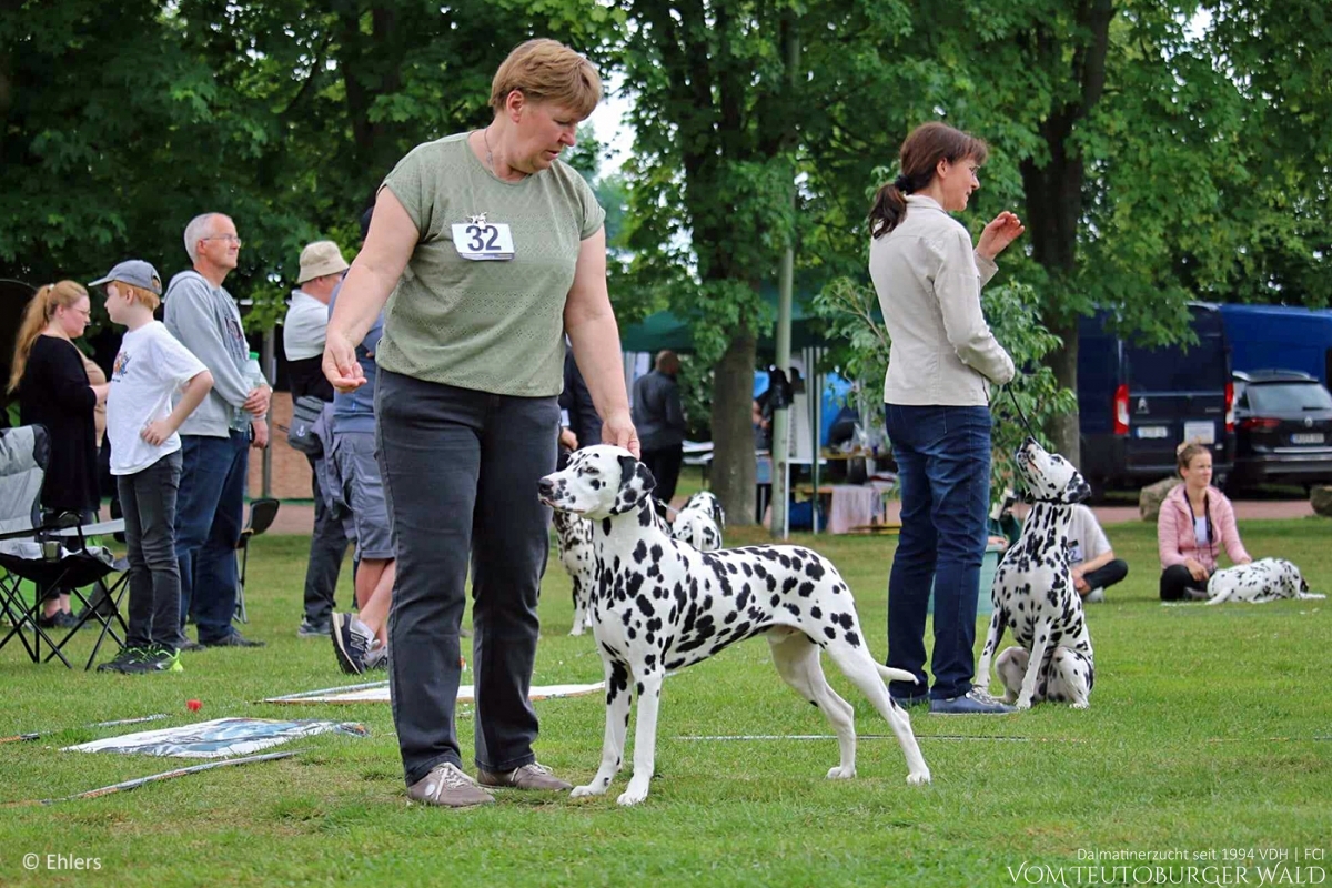 Jugend Klasse Rüden (11 Meldungen) Precious Picasso vom Teutoburger Wald Vater: Ch. Puntinato Ballante Tic Tac Terror Mutter: Ch. Flame of Fame vom Teutoburger Wald - Vorzüglich Platz 3 –