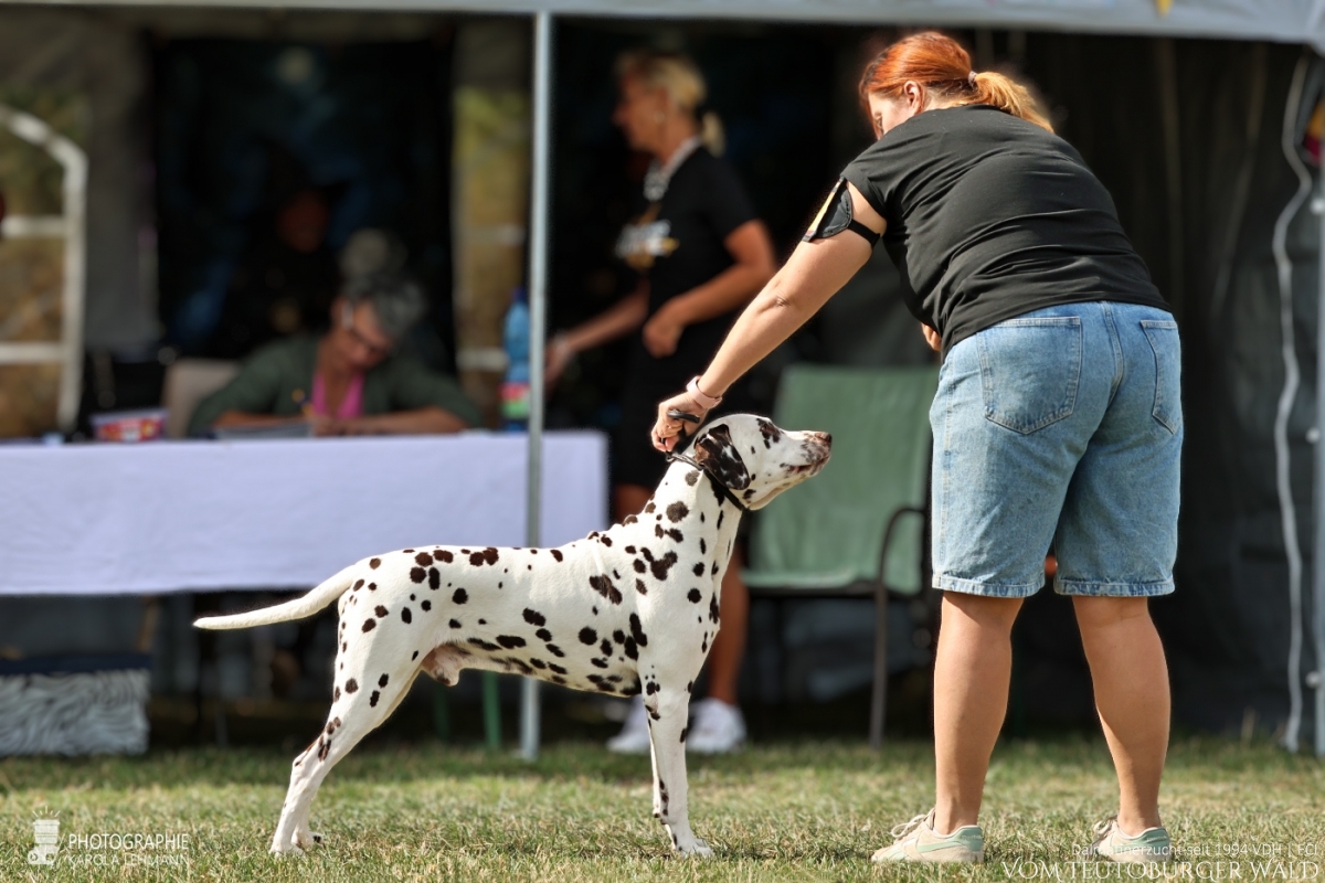 Veteranen Klasse Rüden  Ch. Everest Echo vom Teutoburger Wald Vater: Thalcida's Hamlet Mutter: Christi ORMOND Knjazjouna Kyra  29.08.2026 – Vorzüglich Platz 2 Doghandler: Assja Markov