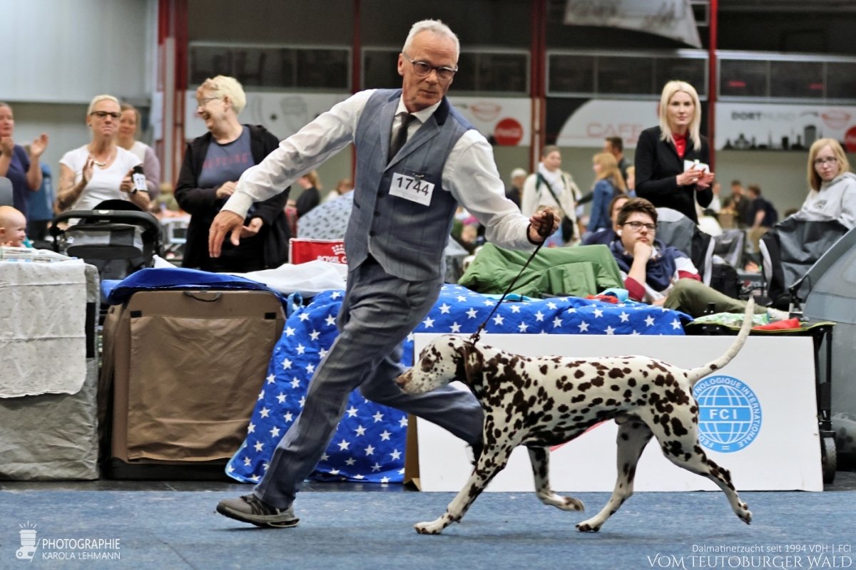 Veteranen Klasse Rüden: Ch Fantastic Four vom Teutoburger Wald V: Ch Christi ORMOND Magic Moon M: Ch Treasure Toulouse vom Teutoburger Wald Vorzüglich Platz 2