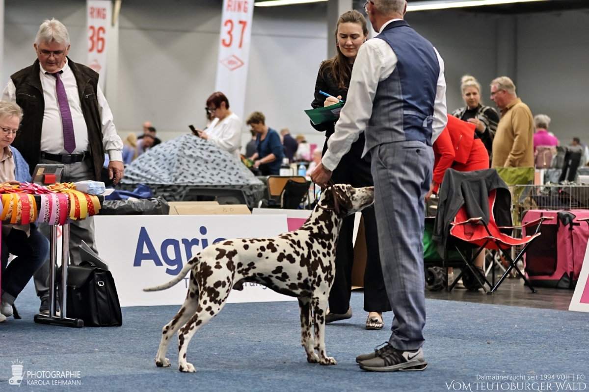 Veteranen Klasse Rüden: Ch Fantastic Four vom Teutoburger Wald V: Ch Christi ORMOND Magic Moon M: Ch Treasure Toulouse vom Teutoburger Wald Vorzüglich Platz 2