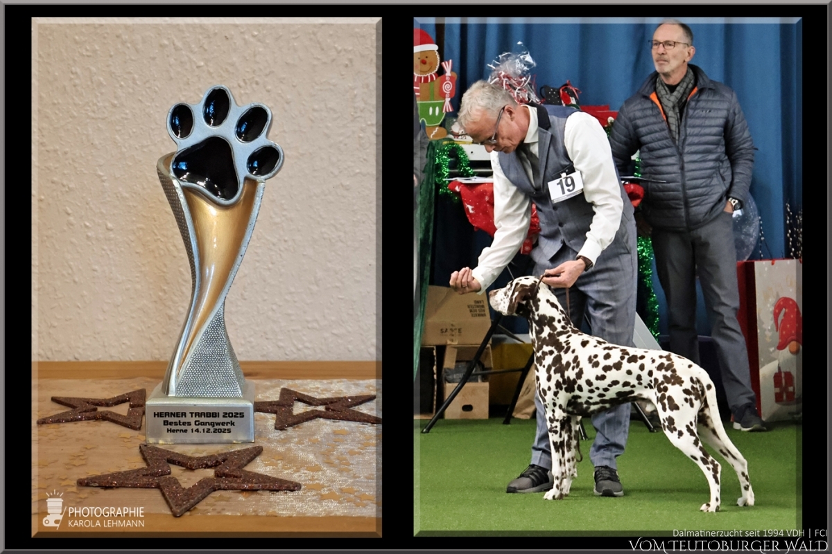 Champion Klasse Rüden (5 Meldungen) Ch. Fantastic Four Vom Teutoburger Wald V: Ch Christi ORMOND Magic Moon M: Ch Treasure Toulouse vom Teutoburger Wald Doghandler: Michael Lehmann - Vorzüglich Platz 2 – POKAL HERNER TRABBY – BESTES GANGWERK Champion Klasse Rüden (5 Meldungen) Ch. Fantastic Four Vom Teutoburger Wald V: Ch Christi ORMOND Magic Moon M: Ch Treasure Toulouse vom Teutoburger Wald Doghandler: Michael Lehmann - Vorzüglich Platz 2 – POKAL HERNER TRABBY – BESTES GANGWERK