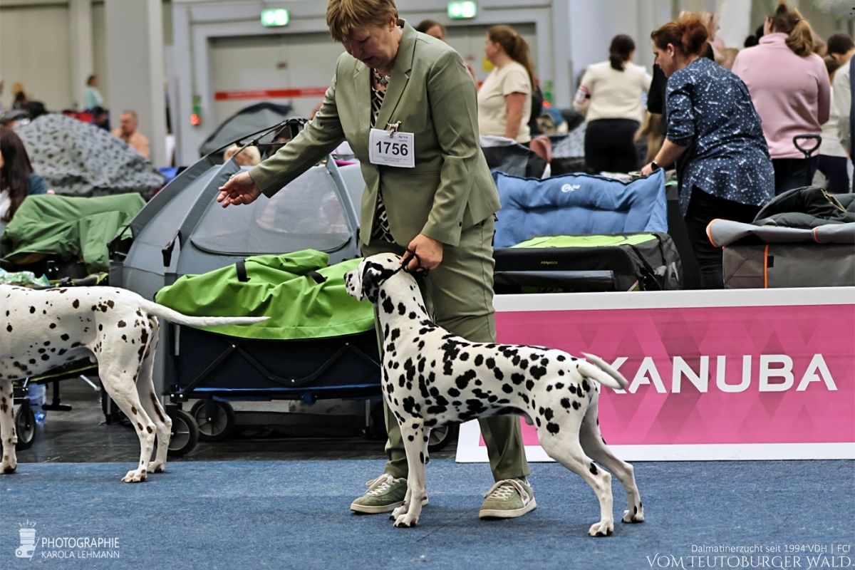 Champion Klasse Rüden: Ch Precious Picasso vom Teutoburger Wald V: WW ´20 Puntinato Ballante Tic Tac Terror M: Ch Flame of Fame vom Teutoburger Wald Vorzüglich Platz 3