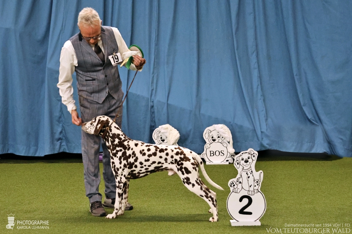 Champion Klasse Rüden (5 Meldungen) Ch. Fantastic Four Vom Teutoburger Wald V: Ch Christi ORMOND Magic Moon M: Ch Treasure Toulouse vom Teutoburger Wald Doghandler: Michael Lehmann - Vorzüglich Platz 2 – POKAL HERNER TRABBY – BESTES GANGWERK Champion Klasse Rüden (5 Meldungen) Ch. Fantastic Four Vom Teutoburger Wald V: Ch Christi ORMOND Magic Moon M: Ch Treasure Toulouse vom Teutoburger Wald Doghandler: Michael Lehmann - Vorzüglich Platz 2 – POKAL HERNER TRABBY – BESTES GANGWERK