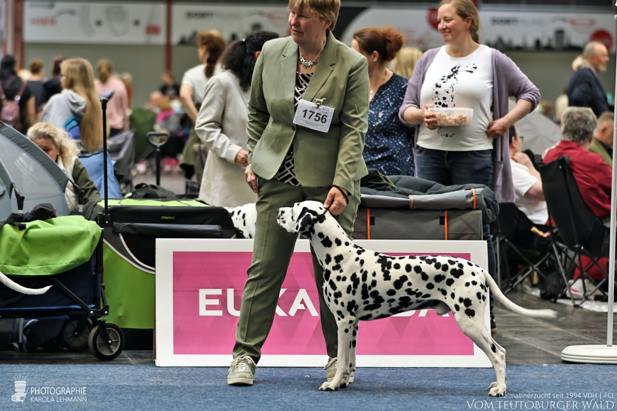 Champion Klasse Rüden: Ch Precious Picasso vom Teutoburger Wald V: WW ´20 Puntinato Ballante Tic Tac Terror M: Ch Flame of Fame vom Teutoburger Wald Vorzüglich Platz 3