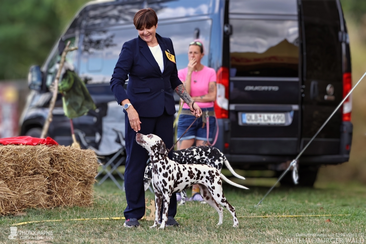 Champion Klasse Hündinnen Ch. Original Ophelia vom Teutoburger Wald Vater: Int. Ch. Insomnium Blood Diamond Mutter: Ch. Endearing Edina vom Teutoburger Wald  29.08.2026 – Vorzüglich Platz 4 30.08.2026 – Vorzüglich Platz 2 Doghandler: Claudia Lamprecht 