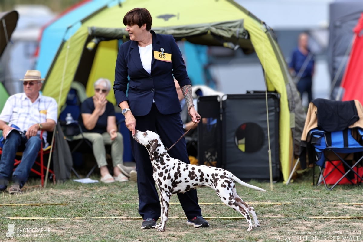 Champion Klasse Hündinnen Ch. Original Ophelia vom Teutoburger Wald Vater: Int. Ch. Insomnium Blood Diamond Mutter: Ch. Endearing Edina vom Teutoburger Wald  29.08.2026 – Vorzüglich Platz 4 30.08.2026 – Vorzüglich Platz 2 Doghandler: Claudia Lamprecht 