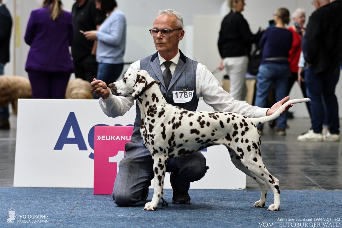 Jugend Klasse Hündinnen: Timeless Twilight vom Teutoburger Wald (Lotte) V: Int + Multi Ch Running Spot’s Dancing Bob M: Ch Jameelah’s Journey vom Teutoburger Wald Vorzüglich Platz 1 VDH Europa Jugendsiegerin 2026 Bester Jugendhund