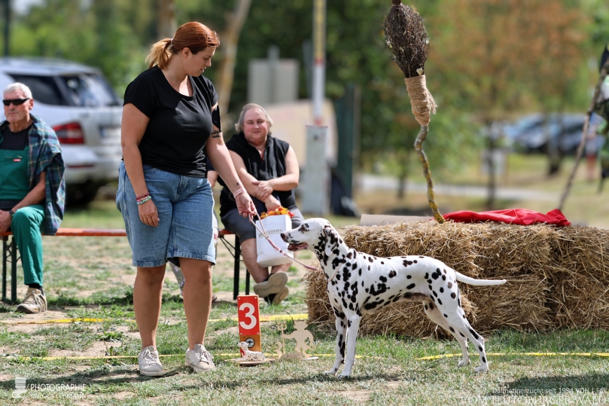 Veteranen Klasse Hündinnen Ch. Endearing Edina vom Teutoburger Wald Vater: Thalcida's Hamlet Mutter: Christi ORMOND Knjazjouna Kyra  29.08.2026 – Vorzüglich Platz 3 Doghandler: Assja Markov 