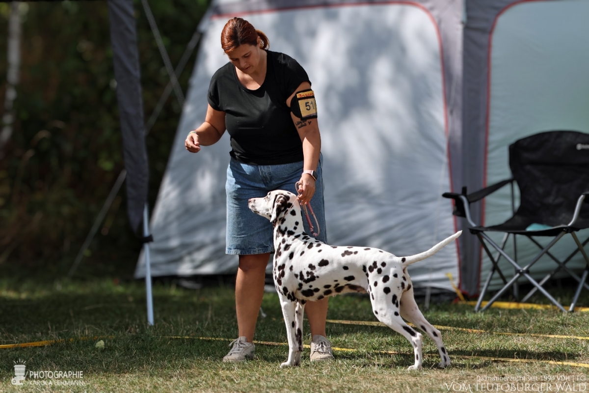Veteranen Klasse Hündinnen Ch. Endearing Edina vom Teutoburger Wald Vater: Thalcida's Hamlet Mutter: Christi ORMOND Knjazjouna Kyra  29.08.2026 – Vorzüglich Platz 3 Doghandler: Assja Markov 