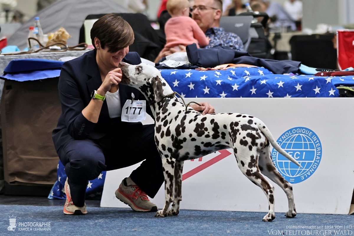Champion Klasse Hündinnen: Ch Original Ophelia vom Teutoburger Wald V: Int Ch Insomnium Blood Diamond M: Ch Endearing Edina vom Teutoburger Wald Vorzüglich