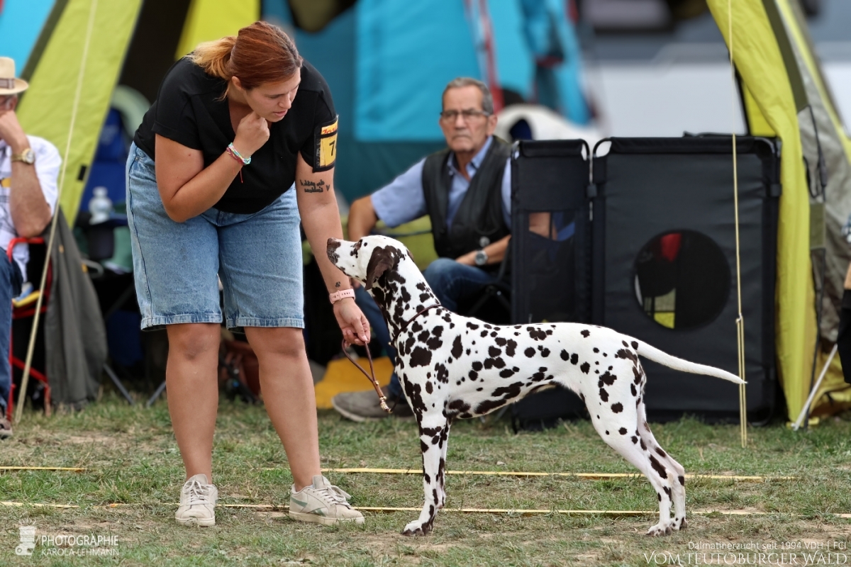 Offene Klasse Hündinnen Outstanding Odette vom Teutoburger Wald Vater: Int. Ch. Insomnium Blood Diamond Mutter: Ch. Endearing Edina vom Teutoburger Wald  30.08.2026 – Vorzüglich Doghandler: Assja Markov 