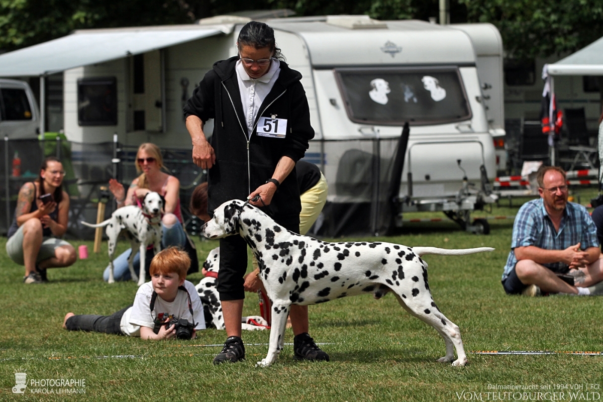 Champion Klasse Rüden (4 Meldungen) Canadian Club vom Teutoburger Wald Vater: Asshay vom Gramzower Kloster Mutter: Obonya’s Pride Anna-Ariella - Vorzüglich Platz 1, CAC –