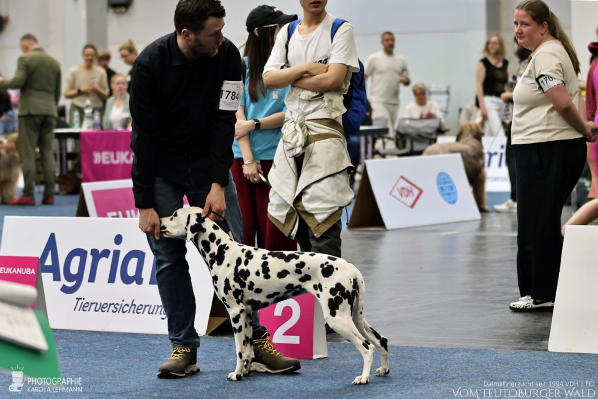 Offene Klasse Hündinnen: Parvana Pearl vom Teutoburger Wald V: WW ´20 Puntinato Ballante Tic Tac Terror M: Ch Flame of Fame vom Teutoburger Wald Sehr gut