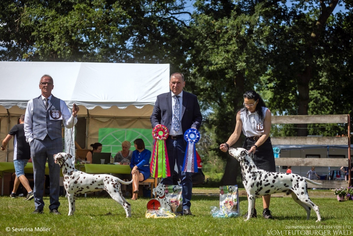 BEST OF BREED: Ch. Christi ORMOND Biskaya Bay BEST OF OPPOSITE SEX: Int. &amp; Multi Ch. Canadian Club vom Teutoburger Wald