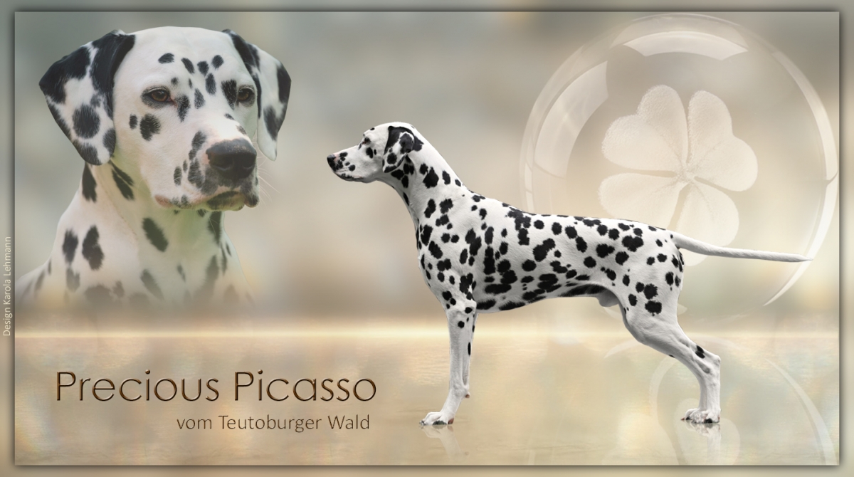 Deutscher Champion Precious Picasso vom Teutoburger Wald - Neue Deckrüden Präsentation