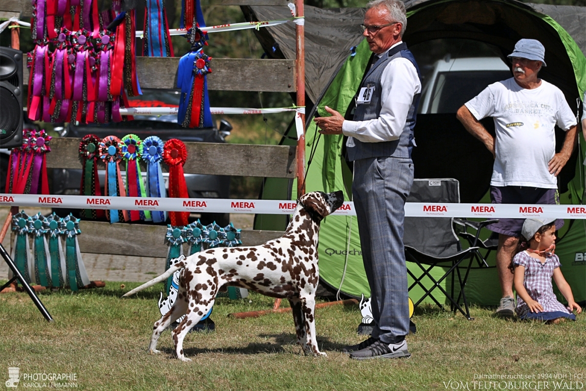 Champion Klasse Rüden (7 Meldungen) Ch. Fantasic Four vom Teutoburger Wald (Dodge) Vater: Ch. Christi ORMOND Magic Moon Mutter: Ch. Treasure Toulouse vom Teutoburger Wald - Vorzüglich Platz 2, CAC res. –