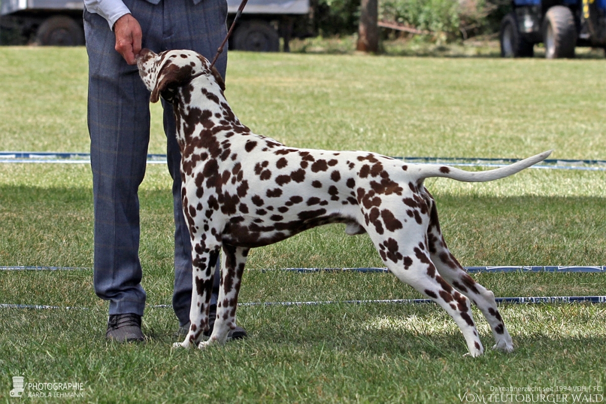 Champion Klasse Rüden (7 Meldungen) Ch. Fantasic Four vom Teutoburger Wald (Dodge) Vater: Ch. Christi ORMOND Magic Moon Mutter: Ch. Treasure Toulouse vom Teutoburger Wald - Vorzüglich Platz 2, CAC res. –