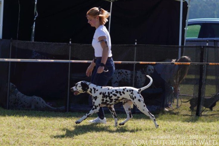 Jugend Klasse Rüden (3 Meldungen) Official Omega vom Teutoburger Wald (12 Monate) Vater: Int. Ch. Insomnium Blood Diamond Mutter: Ch. Endearing Edina vom Teutoburger Wald Doghandler: Gina Meyer - Vorzüglich Platz 1, 2 x JCAC Club, JCAC VDH – DVD Vereinsjugendsieger 2024