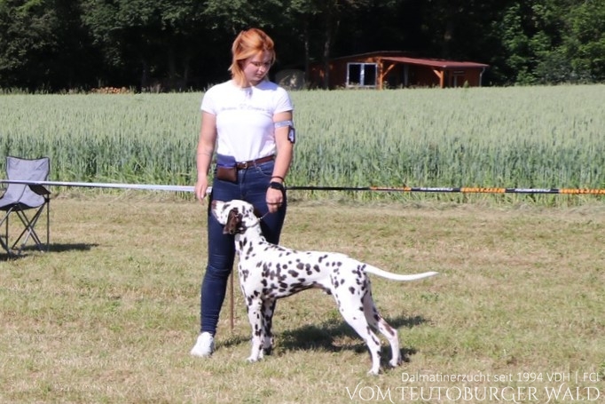 Jugend Klasse Rüden (3 Meldungen) Official Omega vom Teutoburger Wald (12 Monate) Vater: Int. Ch. Insomnium Blood Diamond Mutter: Ch. Endearing Edina vom Teutoburger Wald Doghandler: Gina Meyer - Vorzüglich Platz 1, 2 x JCAC Club, JCAC VDH – DVD Vereinsjugendsieger 2024