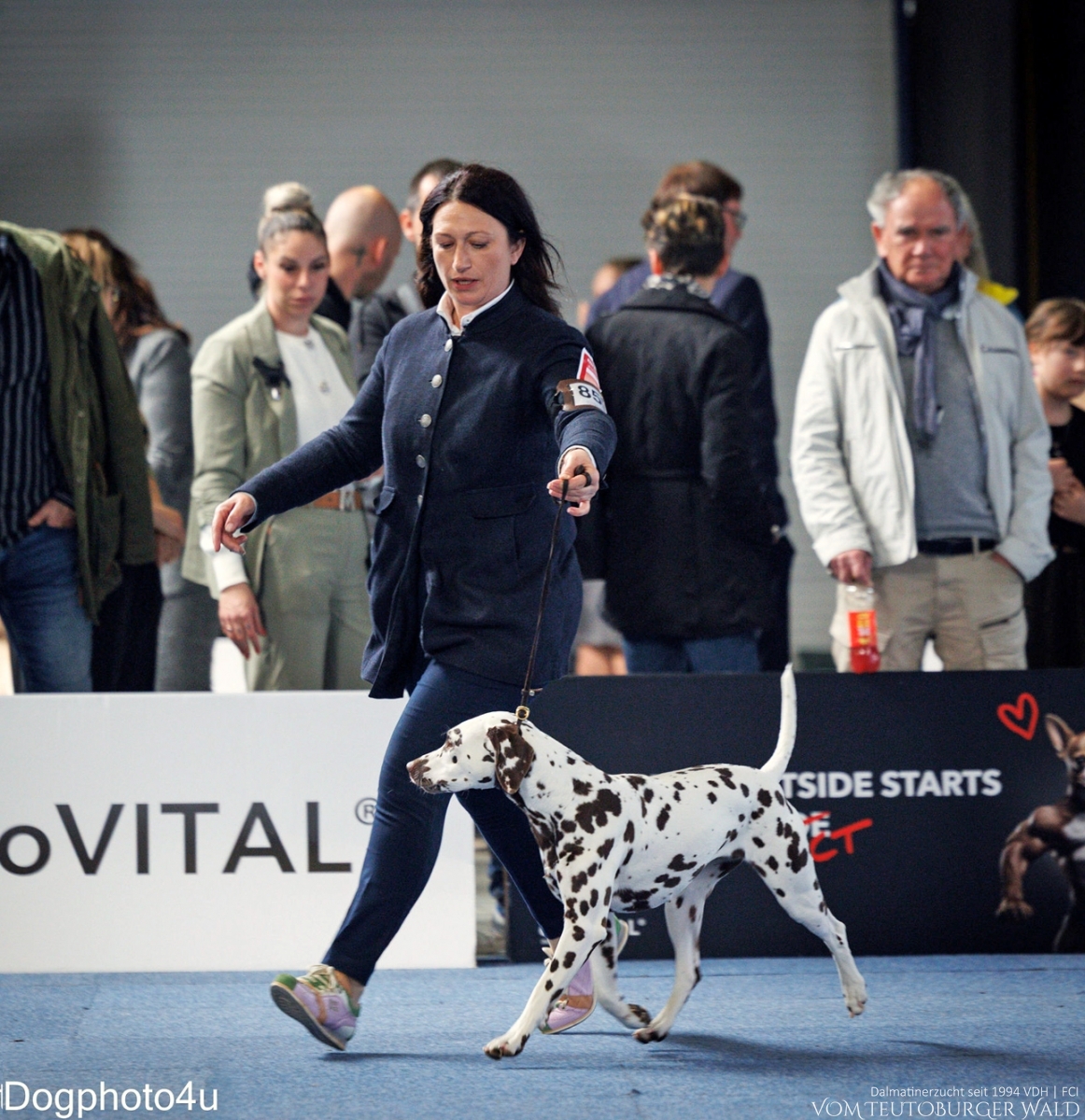 Jugend Klasse Hündinnen (5 Meldungen): Quiet Que vom Teutoburger Wald (12 Monate) Vater: Ch. Spotdog's Jumping Jack Mutter: Ch. Droplet Design vom Teutoburger Wald Doghandler: Tanja Jehli - Vorzüglich Platz 1 - Junior Styrian Winner 2025 BESTER JUGENDHUND BEST IN GROUP JUNIOR