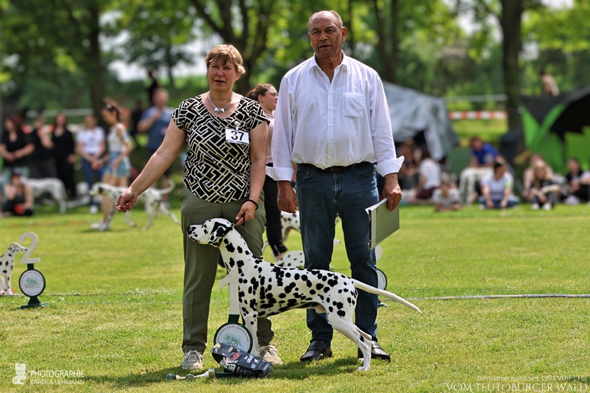 Champion Klasse Rüden (10 Meldungen) Ch Precious Picasso vom Teutoburger Wald Vorzüglich Platz 1 DZGD Vereinsieger 2026  V: WW ´20 Puntinato Ballante Tic Tac Terror M: Ch Flame of Fame vom Teutoburger Wald Doghandler: Heike Winter