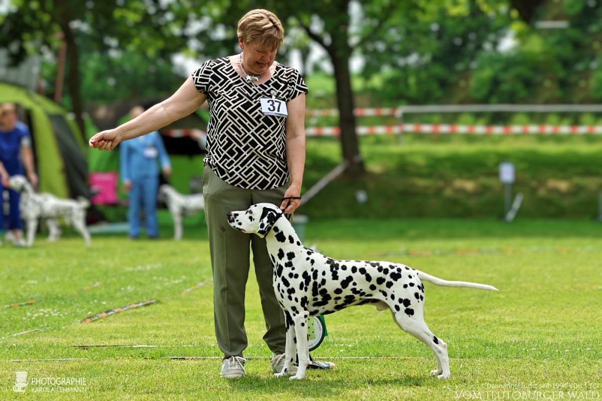Champion Klasse Rüden (10 Meldungen) Ch Precious Picasso vom Teutoburger Wald Vorzüglich Platz 1 DZGD Vereinsieger 2026  V: WW ´20 Puntinato Ballante Tic Tac Terror M: Ch Flame of Fame vom Teutoburger Wald Doghandler: Heike Winter