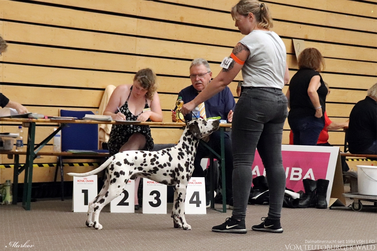 Jugend Klasse Rüden (2 Meldungen) Official Omega vom Teutoburger Wald Vater: Int. Ch. Insomnium Blood Diamond Mutter: Ch. Endearing Edina vom Teutoburger Wald Doghandler: Mare Naser - Vorzüglich Platz 1, JCAC, VDH-JCAC, JCACIB –