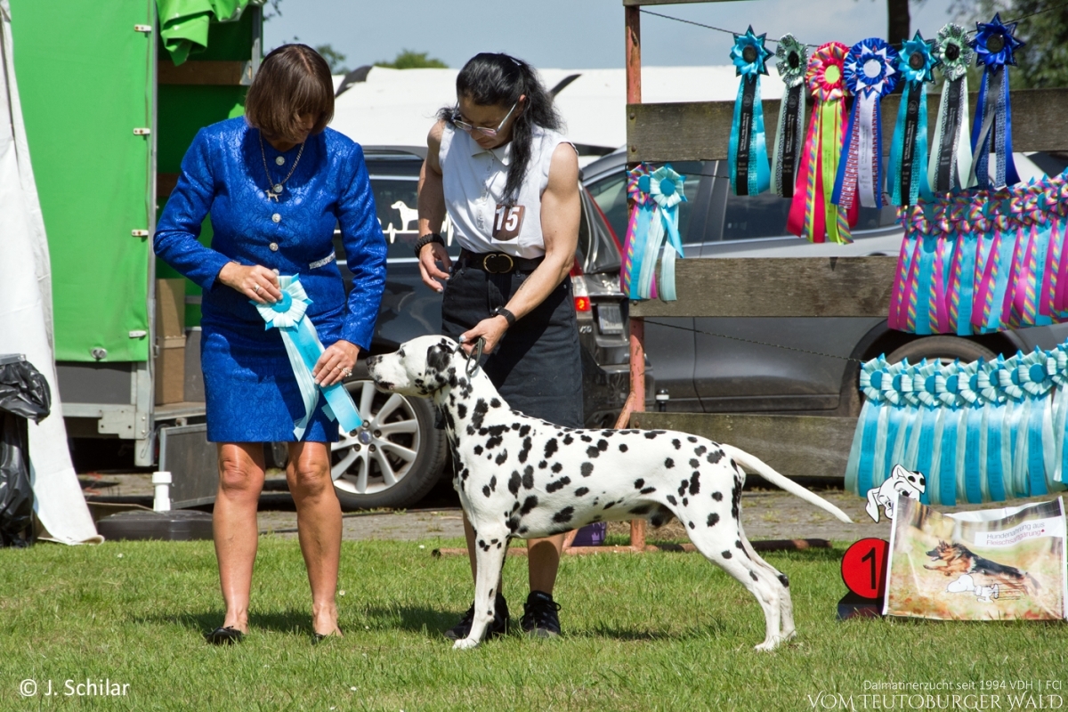 Veteranen Klasse Rüden (5 Meldungen) Int. &amp; Multi Ch. Canadian Club vom Teutoburger Wald (Cesar) Vater: Asshay vom Gramzower Kloster Mutter: Obonya’s Pride Anna-Ariella - Vorzüglich Platz 1, VetCAC, BOS – BESTER VETERAN BESTER RÜDE