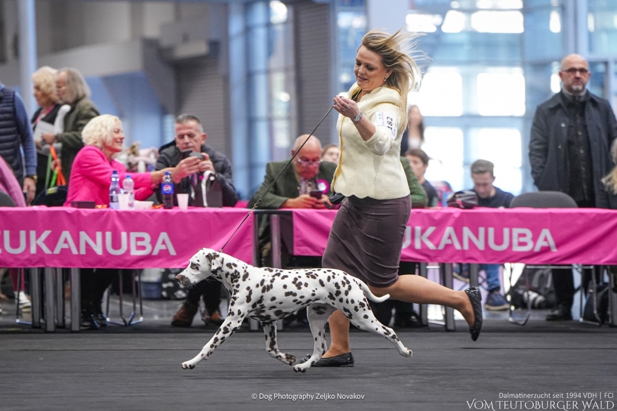 Timeless Twilight vom Teutoburger Wald - PUPPY CHAMPION OF POLAND- Tag 1: BEST OF BREED Puppy &amp; BEST IN GROUP PUPPY &amp; BEST IN SHOW PUPPY Platz 2 Tag 2: BEST OF BREED Puppy &amp; BEST IN GROUP PUPPY Tag 3: BEST OF BREED Puppy &amp; BEST IN GROUP PUPPY Vater: WW ’23, Int Ch Running Spot's Dancing Bob Mutter: Ch Jameelah’s Journey vom Teutoburger Wald Doghandler: Agnes Katharina Biglarnia Züchter &amp; Eigentümer: Karola Lehmann 