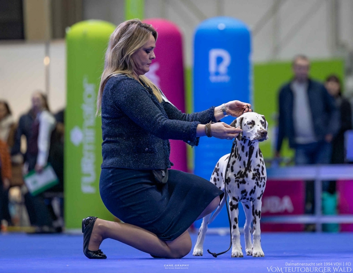 Timeless Twilight vom Teutoburger Wald - PUPPY CHAMPION OF POLAND- Tag 1: BEST OF BREED Puppy &amp; BEST IN GROUP PUPPY &amp; BEST IN SHOW PUPPY Platz 2 Tag 2: BEST OF BREED Puppy &amp; BEST IN GROUP PUPPY Tag 3: BEST OF BREED Puppy &amp; BEST IN GROUP PUPPY Vater: WW ’23, Int Ch Running Spot's Dancing Bob Mutter: Ch Jameelah’s Journey vom Teutoburger Wald Doghandler: Agnes Katharina Biglarnia Züchter &amp; Eigentümer: Karola Lehmann 