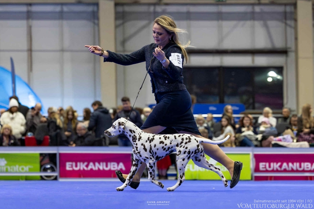Timeless Twilight vom Teutoburger Wald - PUPPY CHAMPION OF POLAND- Tag 1: BEST OF BREED Puppy &amp; BEST IN GROUP PUPPY &amp; BEST IN SHOW PUPPY Platz 2 Tag 2: BEST OF BREED Puppy &amp; BEST IN GROUP PUPPY Tag 3: BEST OF BREED Puppy &amp; BEST IN GROUP PUPPY Vater: WW ’23, Int Ch Running Spot's Dancing Bob Mutter: Ch Jameelah’s Journey vom Teutoburger Wald Doghandler: Agnes Katharina Biglarnia Züchter &amp; Eigentümer: Karola Lehmann 