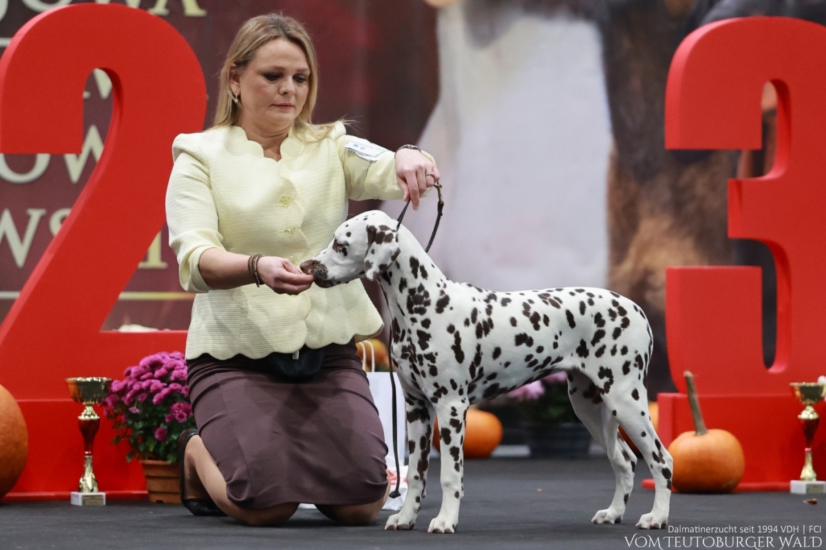 Timeless Twilight vom Teutoburger Wald - PUPPY CHAMPION OF POLAND- Tag 1: BEST OF BREED Puppy &amp; BEST IN GROUP PUPPY &amp; BEST IN SHOW PUPPY Platz 2 Tag 2: BEST OF BREED Puppy &amp; BEST IN GROUP PUPPY Tag 3: BEST OF BREED Puppy &amp; BEST IN GROUP PUPPY Vater: WW ’23, Int Ch Running Spot's Dancing Bob Mutter: Ch Jameelah’s Journey vom Teutoburger Wald Doghandler: Agnes Katharina Biglarnia Züchter &amp; Eigentümer: Karola Lehmann 