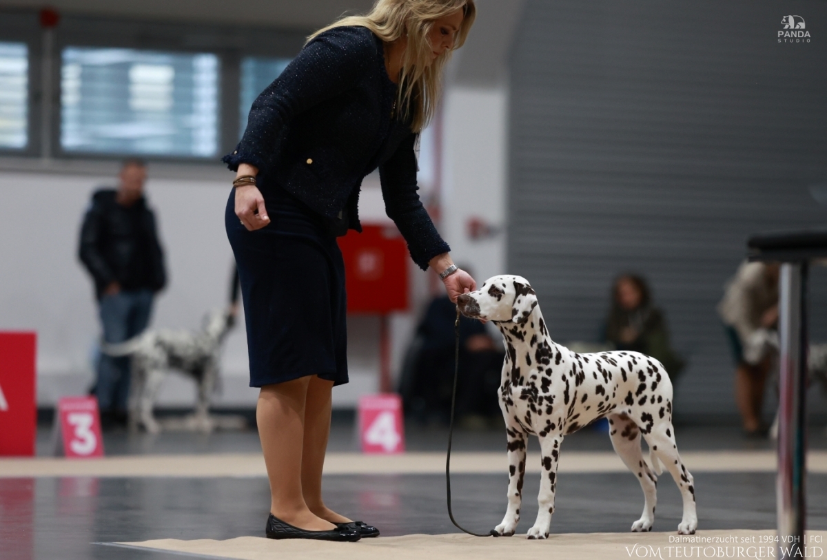 Timeless Twilight vom Teutoburger Wald - PUPPY CHAMPION OF POLAND- Tag 1: BEST OF BREED Puppy &amp; BEST IN GROUP PUPPY &amp; BEST IN SHOW PUPPY Platz 2 Tag 2: BEST OF BREED Puppy &amp; BEST IN GROUP PUPPY Tag 3: BEST OF BREED Puppy &amp; BEST IN GROUP PUPPY Vater: WW ’23, Int Ch Running Spot's Dancing Bob Mutter: Ch Jameelah’s Journey vom Teutoburger Wald Doghandler: Agnes Katharina Biglarnia Züchter &amp; Eigentümer: Karola Lehmann 