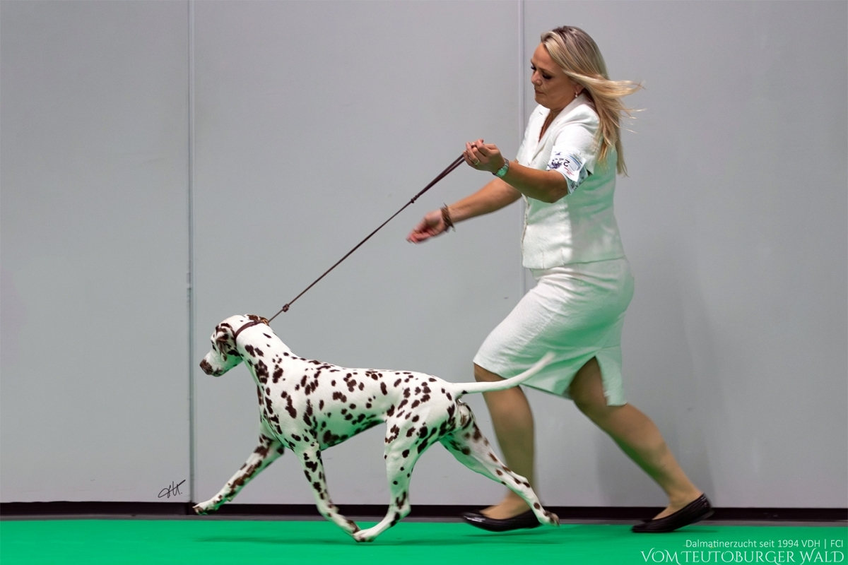 Jug. Ch. Timeless Twilight vom Teutoburger Wald V: WW '23+26 Running Spot's Dancing Bob M: Ch Jameelah’s Journey vom Teutoburger Wald Doghandler: Agnes Katharina Biglarnia - Vorzüglich Platz 1 - Swedish Junior Winner 2026 Best of Breed Junior