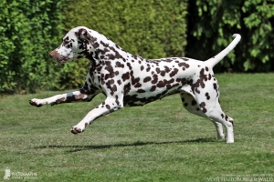 Deutscher Champion Jameelah's Journey vom Teutoburger Wald