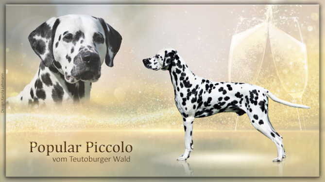 Popular Piccolo vom Teutoburger Wald (2,5 Jahre alt)