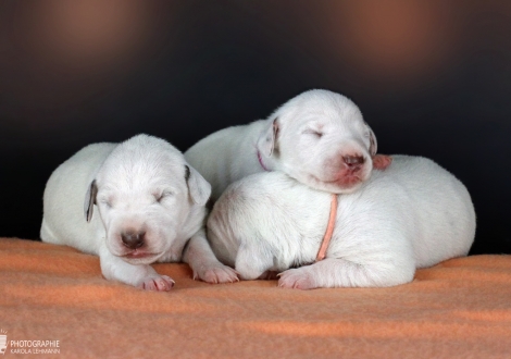 RR-Wurf vom Teutoburger Wald | Lady Lila, Lady Rosa, Lady Orange